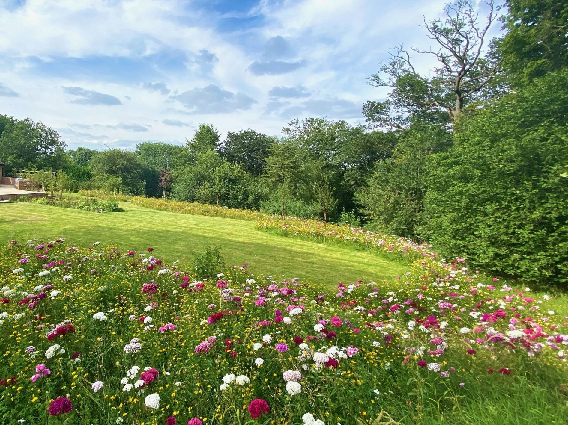 WILD FLOWER MEADOW